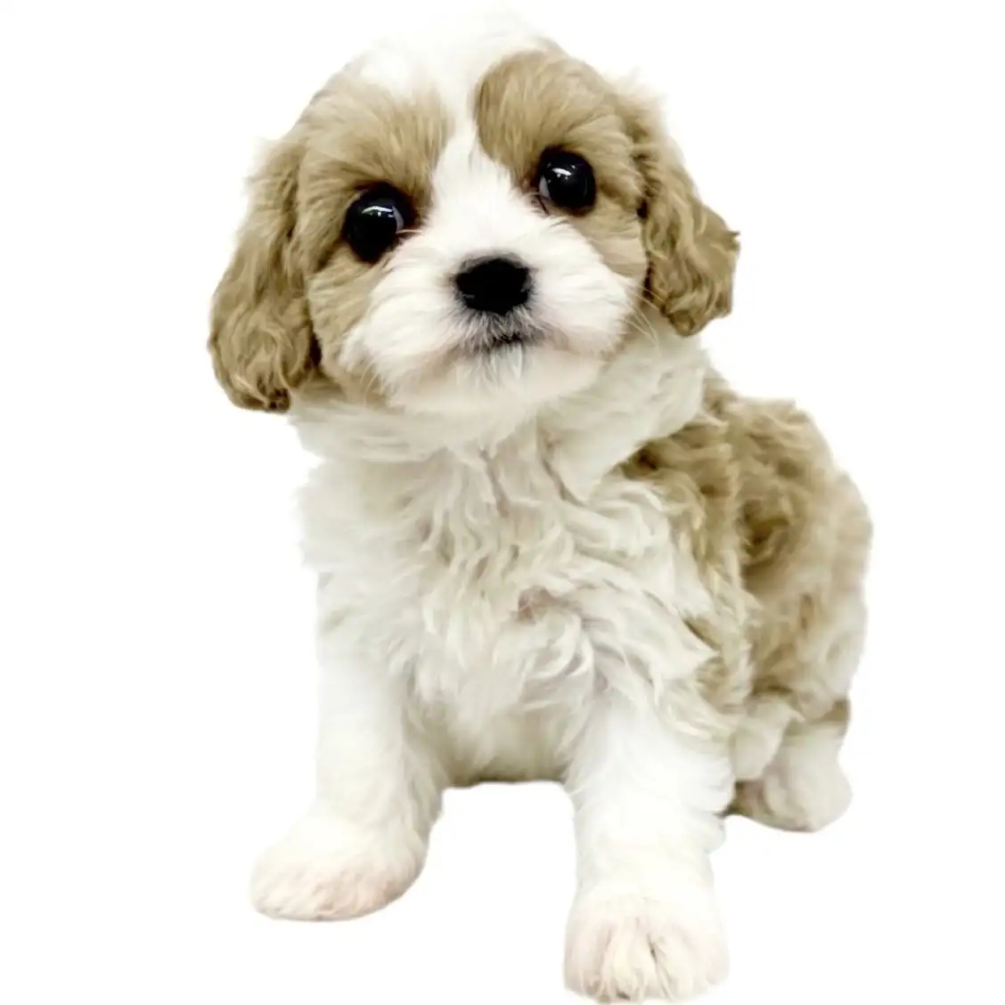 MIX（キャバリアキングチャールズスパニエル×ビションフリーゼ）