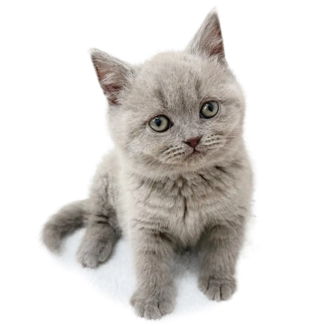 ブリティッシュショートヘア