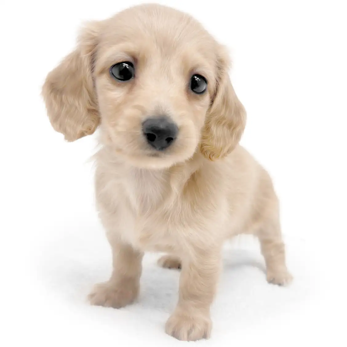 ミニチュア・ダックスフント