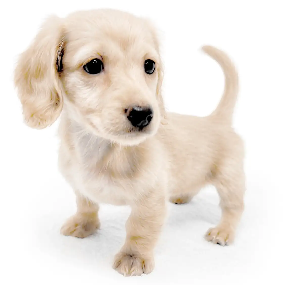 ミニチュア・ダックスフント