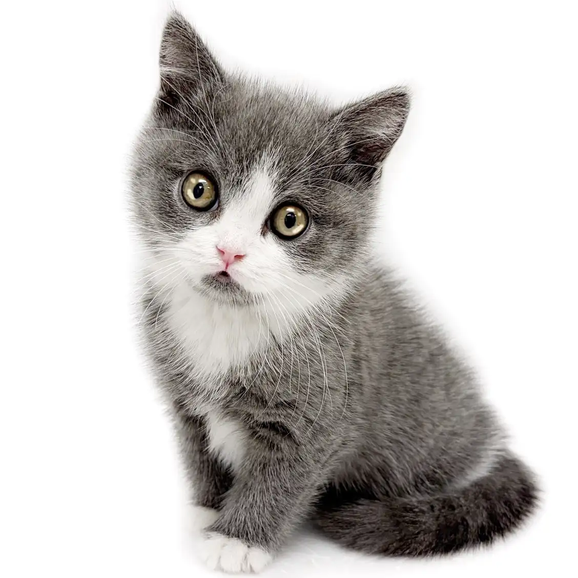 ブリティッシュショートヘア