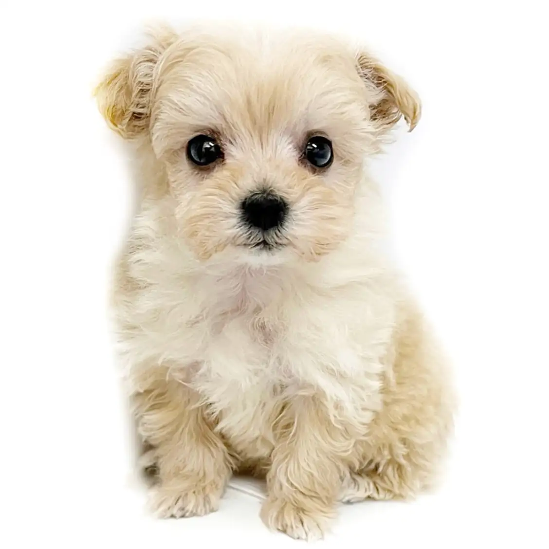 MIX（マルチーズ×トイプードル）