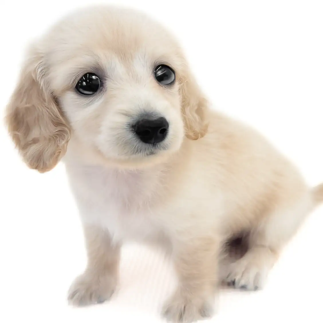 カニンヘン・ダックスフント