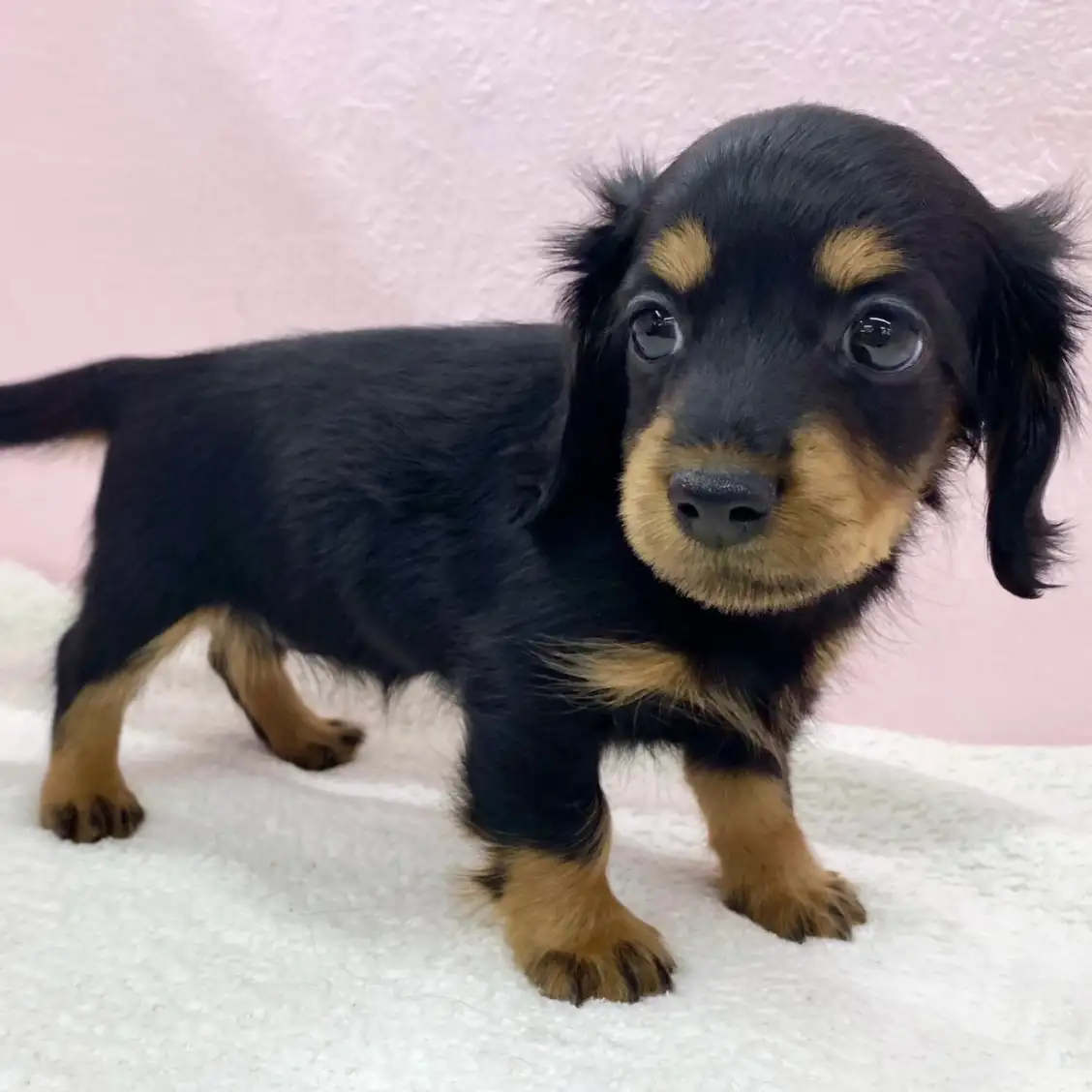 カニンヘン・ダックスフント