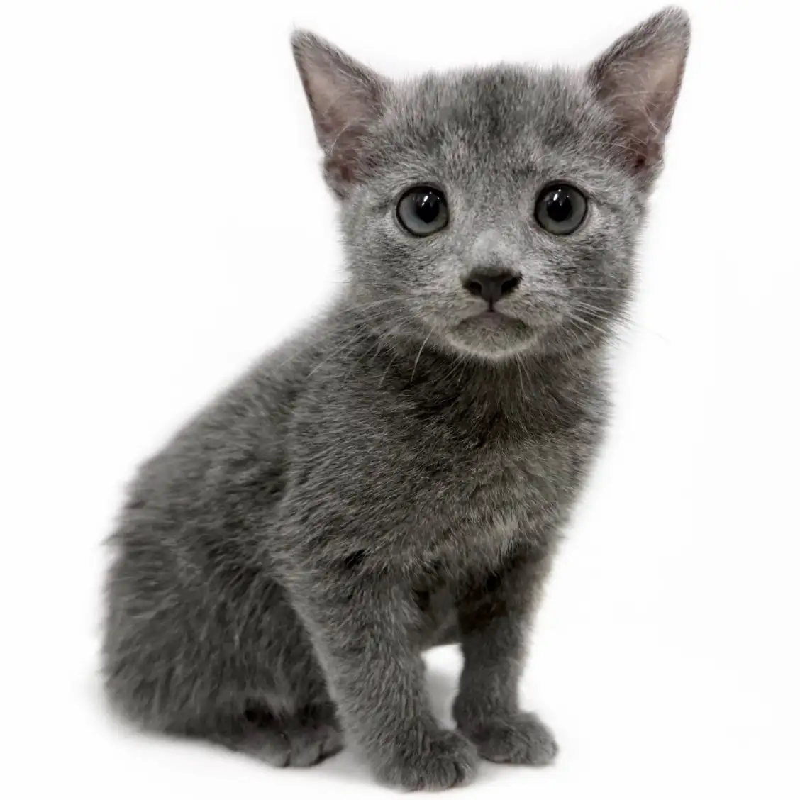 ロシアンブルー