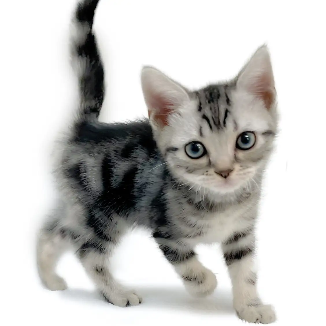 アメリカンショートヘア