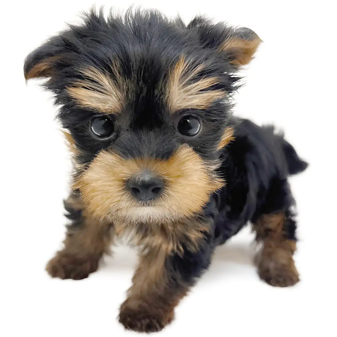 ヨークシャーテリア