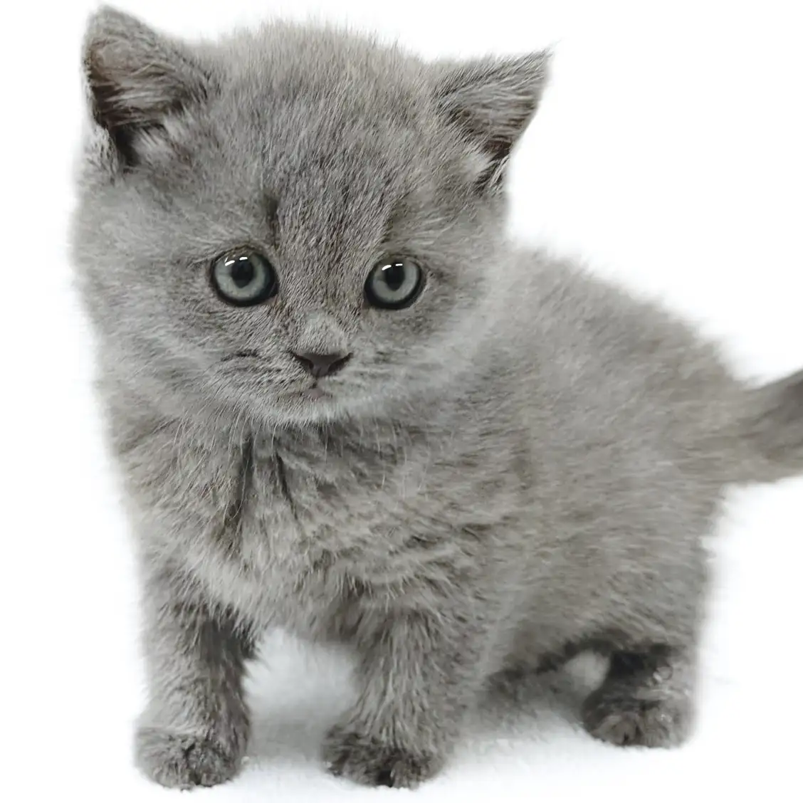 ブリティッシュショートヘア