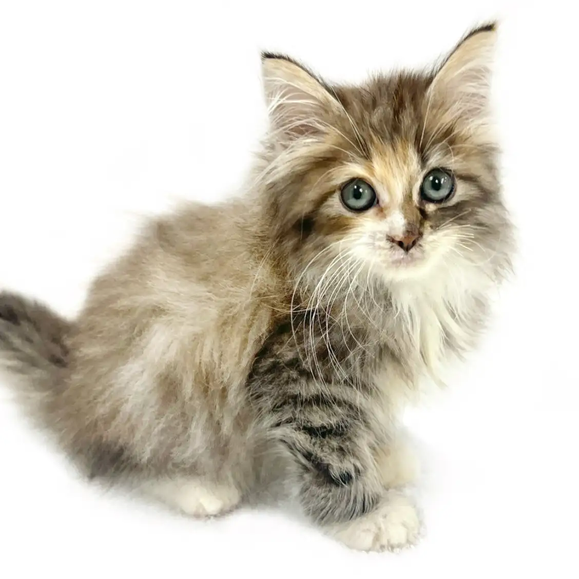 ノルウェージャンフォレストキャット