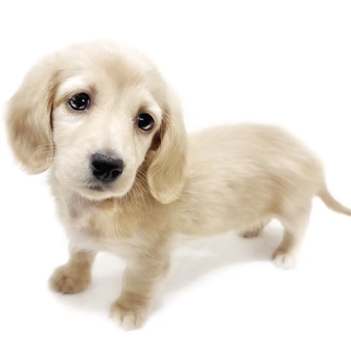 ミニチュア・ダックスフント