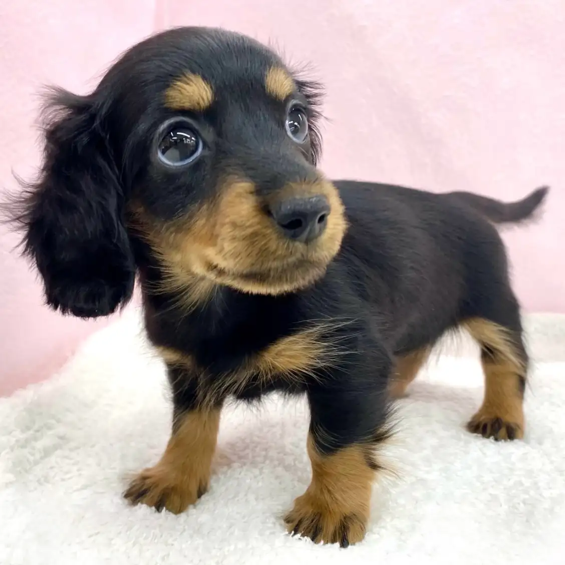 カニンヘン・ダックスフント