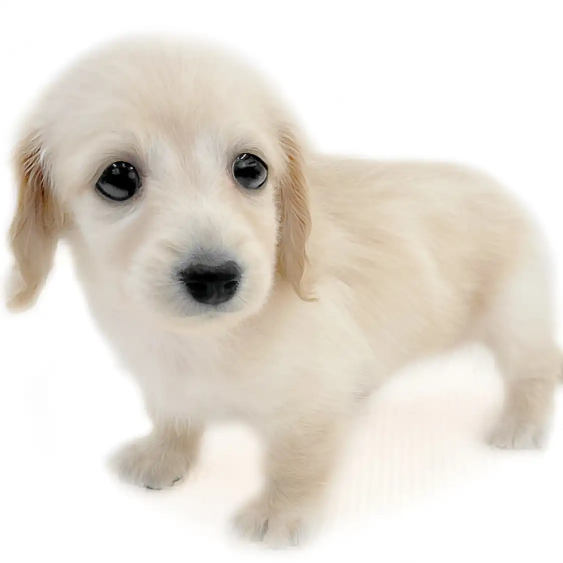 カニンヘン・ダックスフント