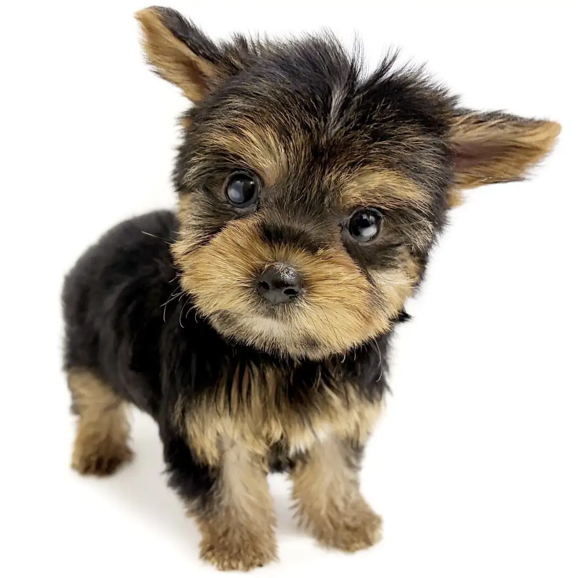 ヨークシャーテリア