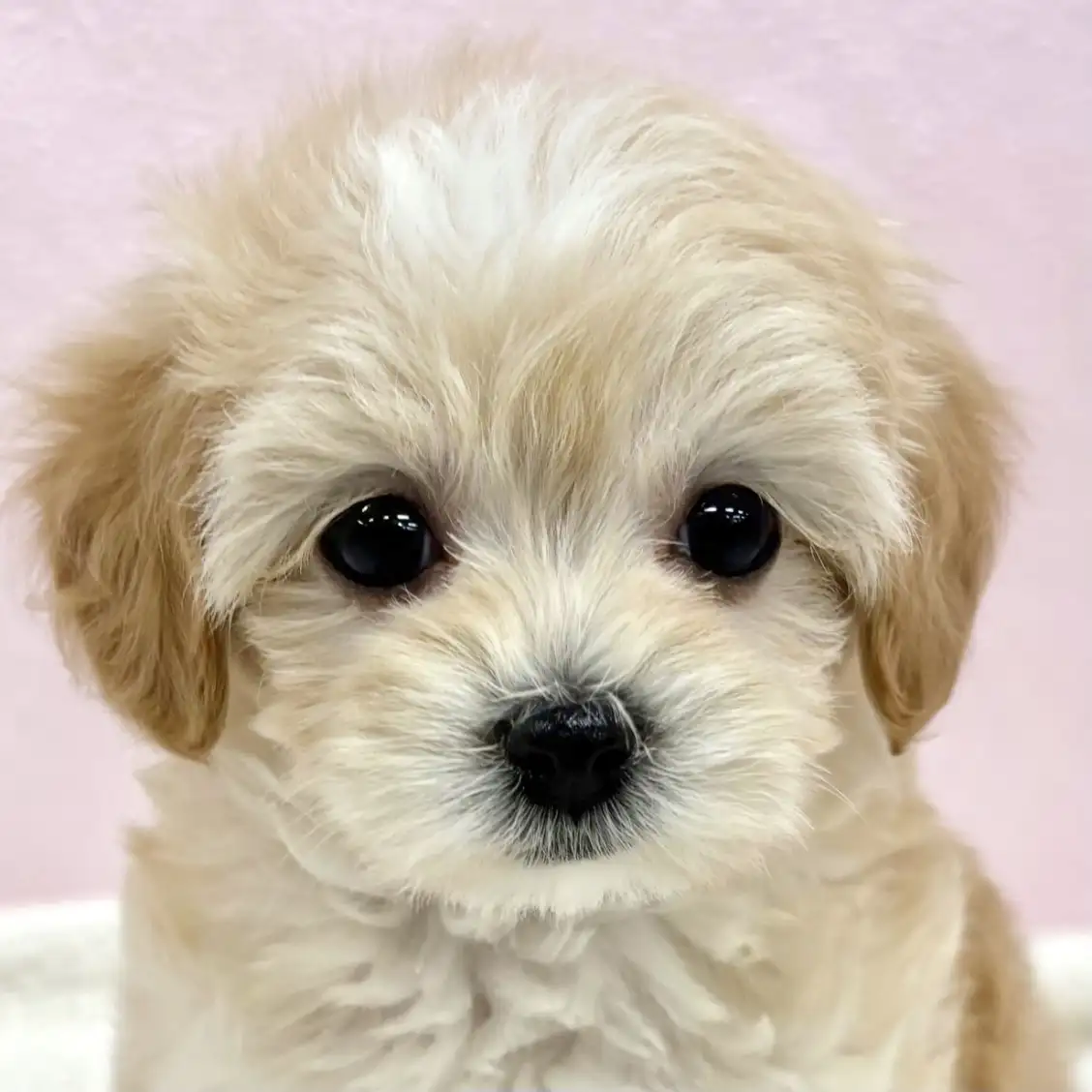 MIX(トイプードル×マルチーズ)