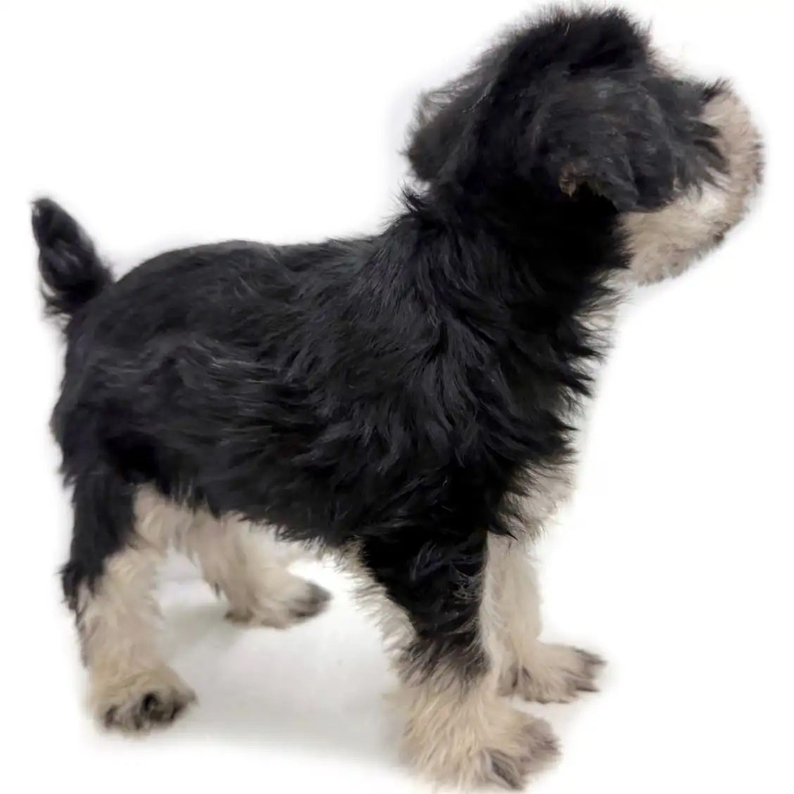 ミニチュア・シュナウザー