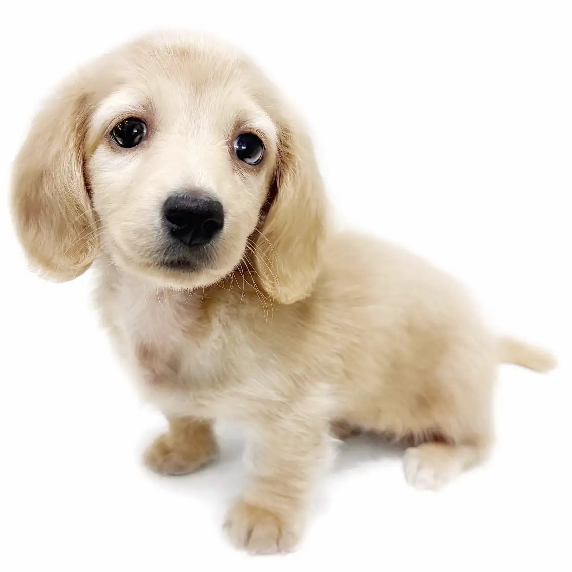 ミニチュア・ダックスフント