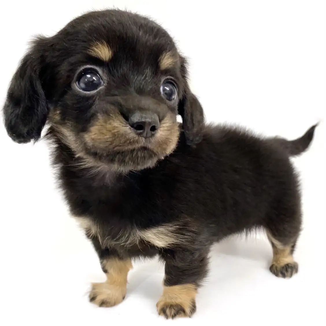 MIX（チワワ×ミニチュアダックスフント）