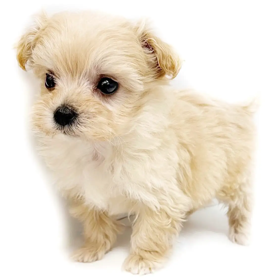 MIX（マルチーズ×トイプードル）