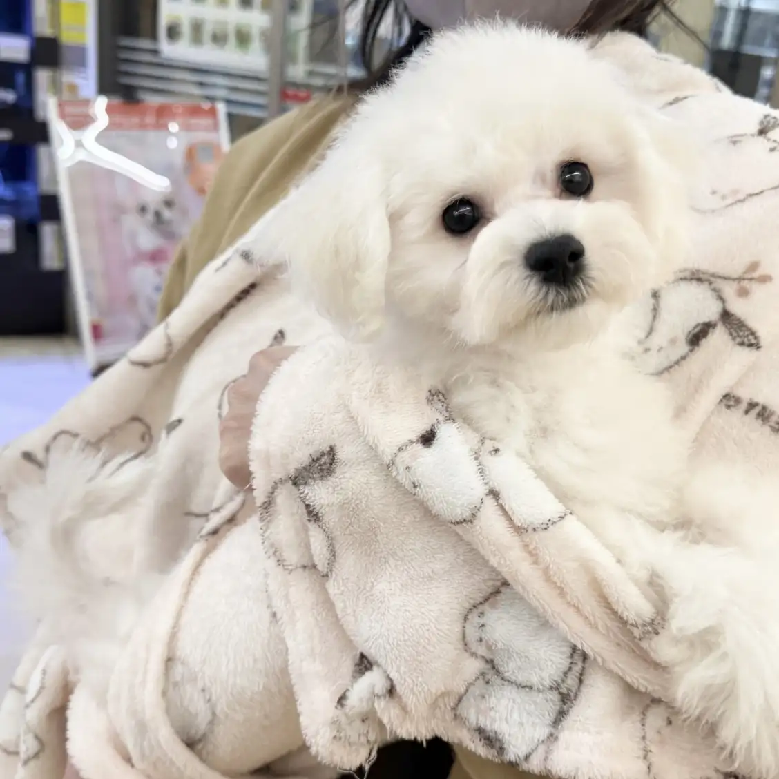 ビションフリーゼ