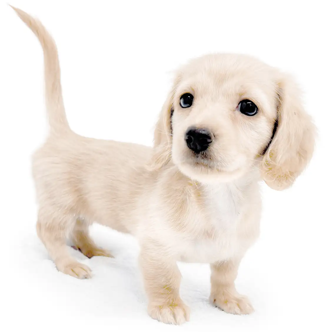 ミニチュア・ダックスフント