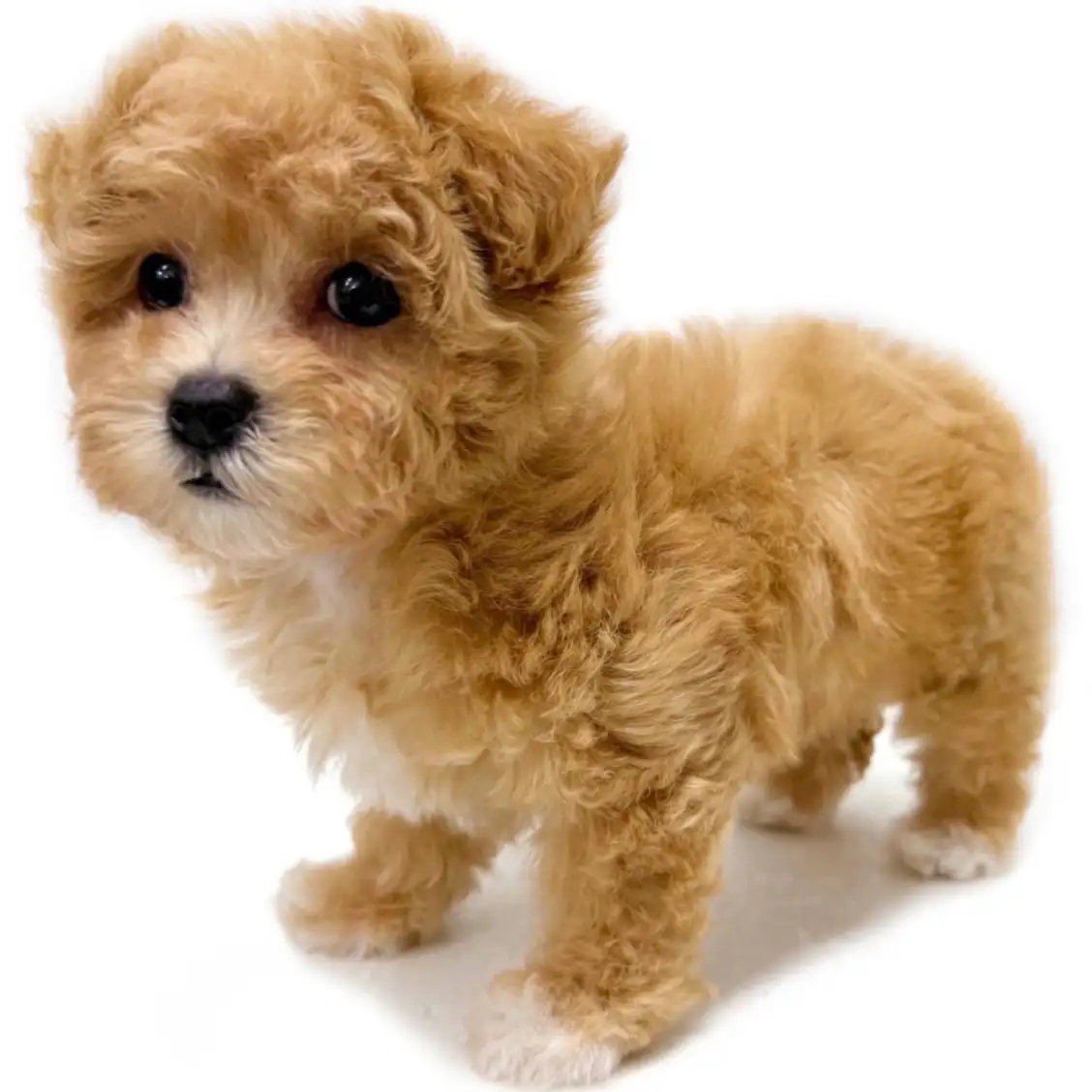 MIX（トイプードル×マルチーズ）