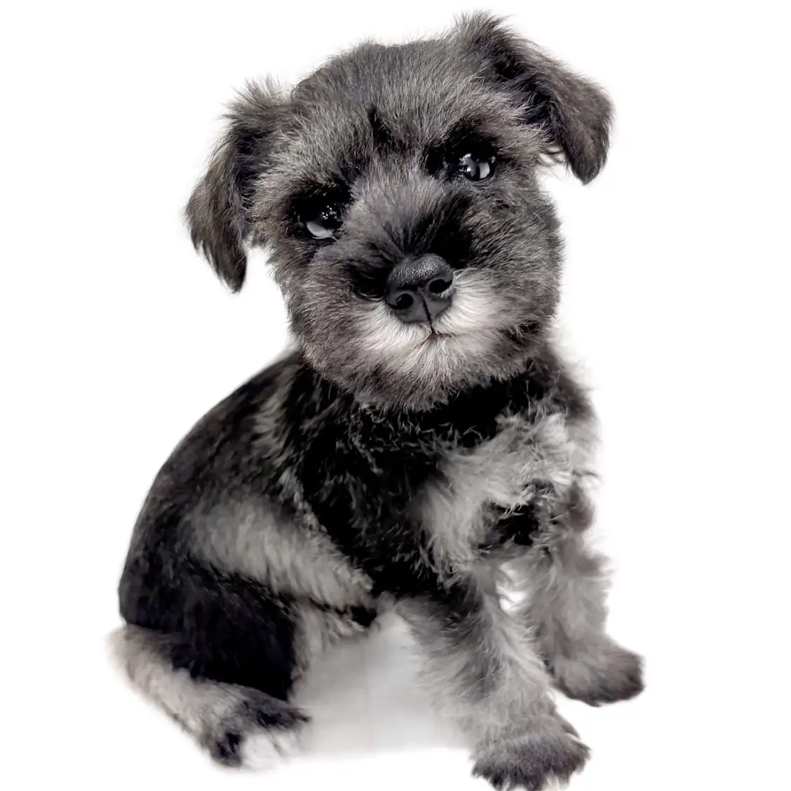 ミニチュア・シュナウザー