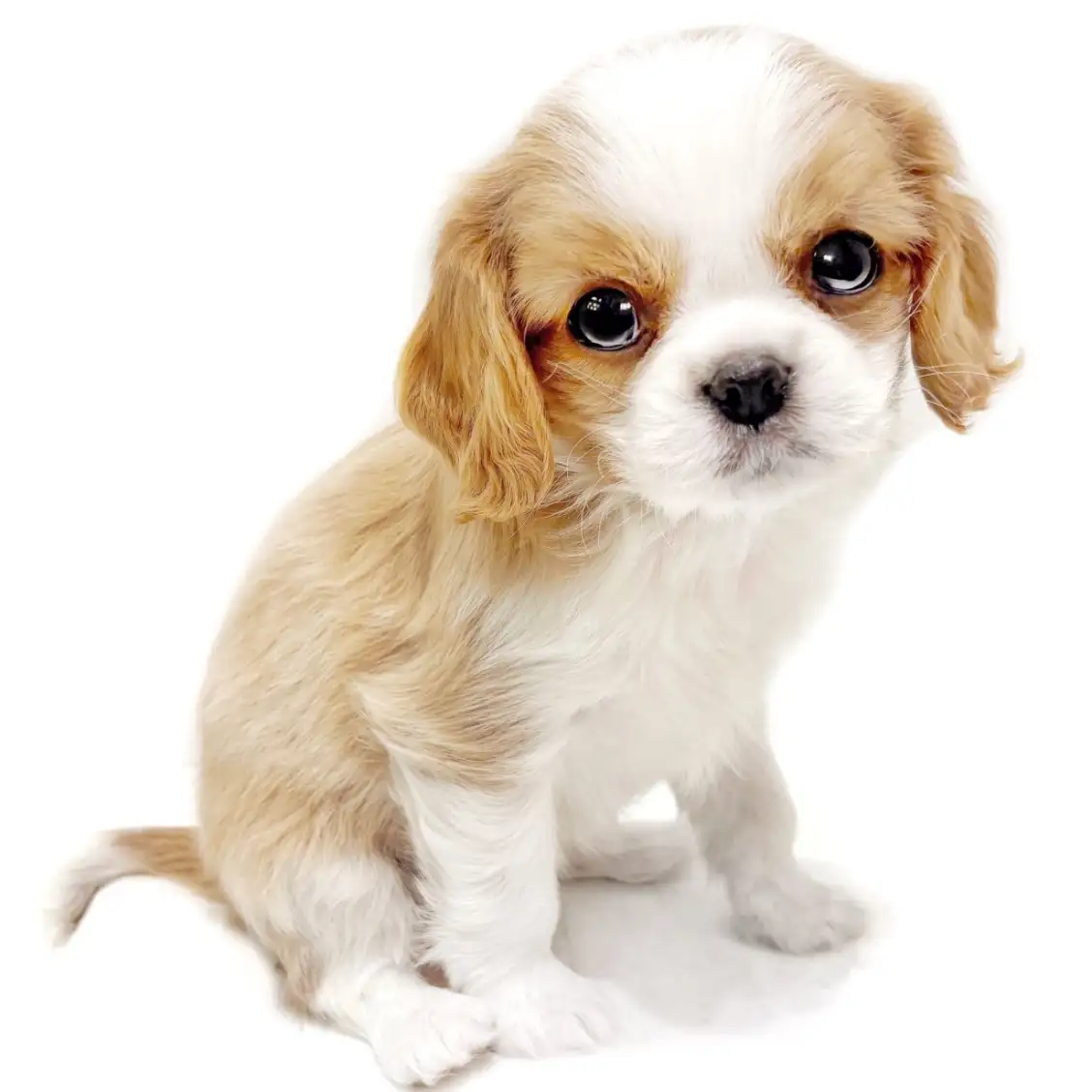キャバリア・キングチャールズ・スパニエル