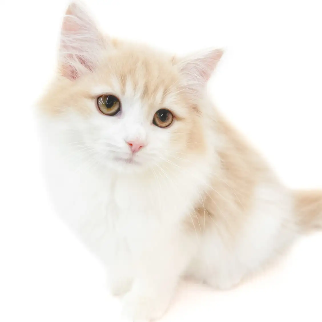 ノルウェージャンフォレストキャット