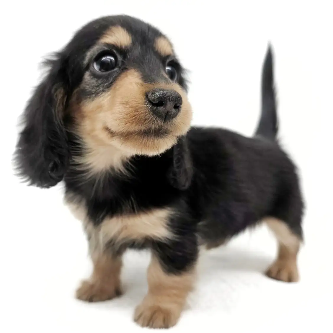 カニンヘン・ダックスフント