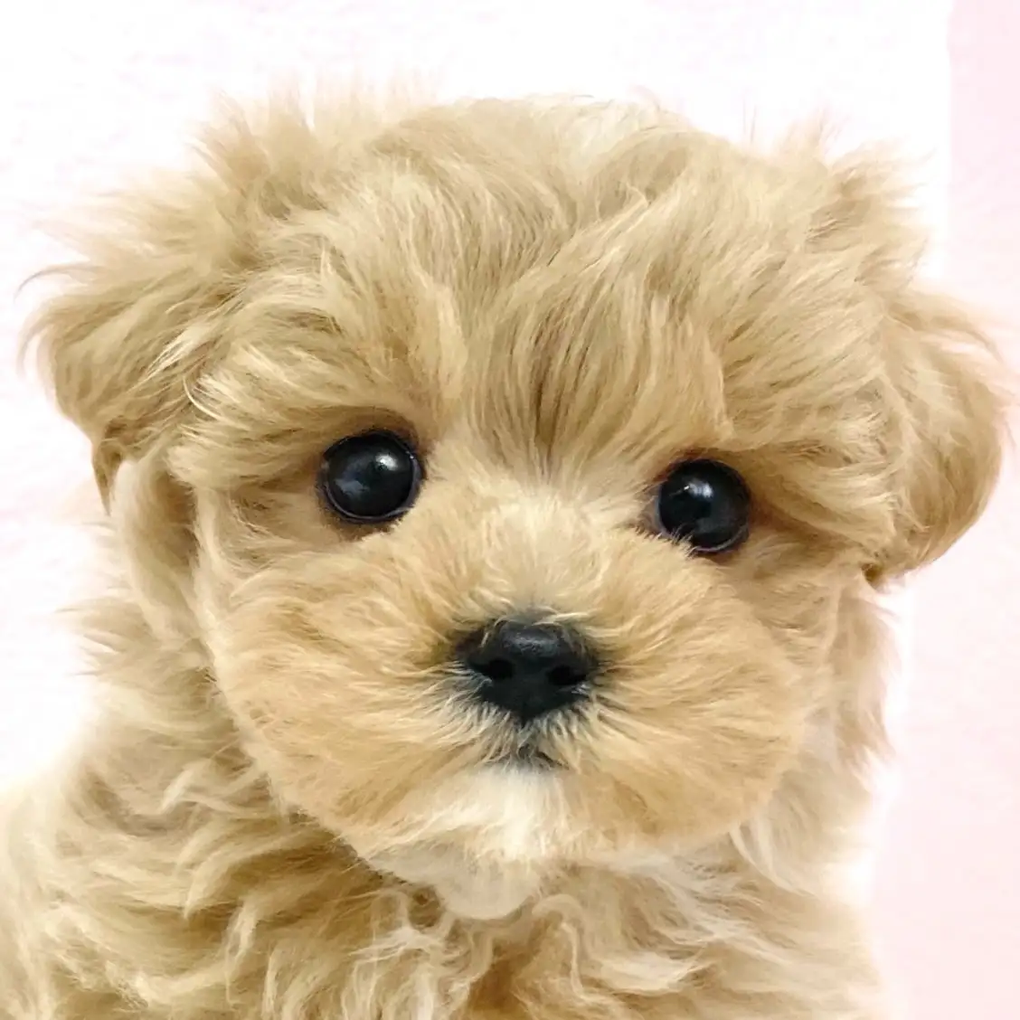 MIX(トイプードル×マルチーズ)