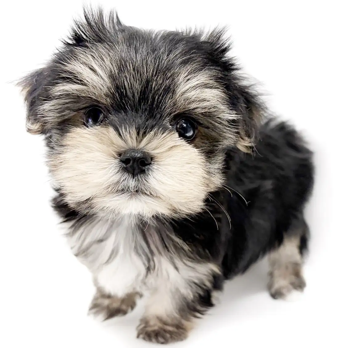 MIX(マルチーズ×ヨークシャーテリア)