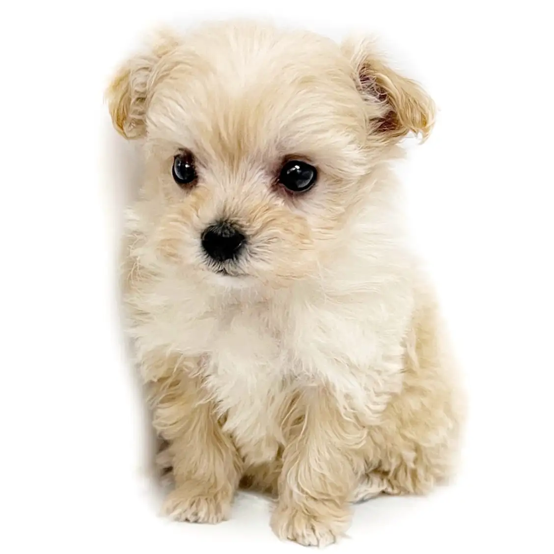 MIX（マルチーズ×トイプードル）