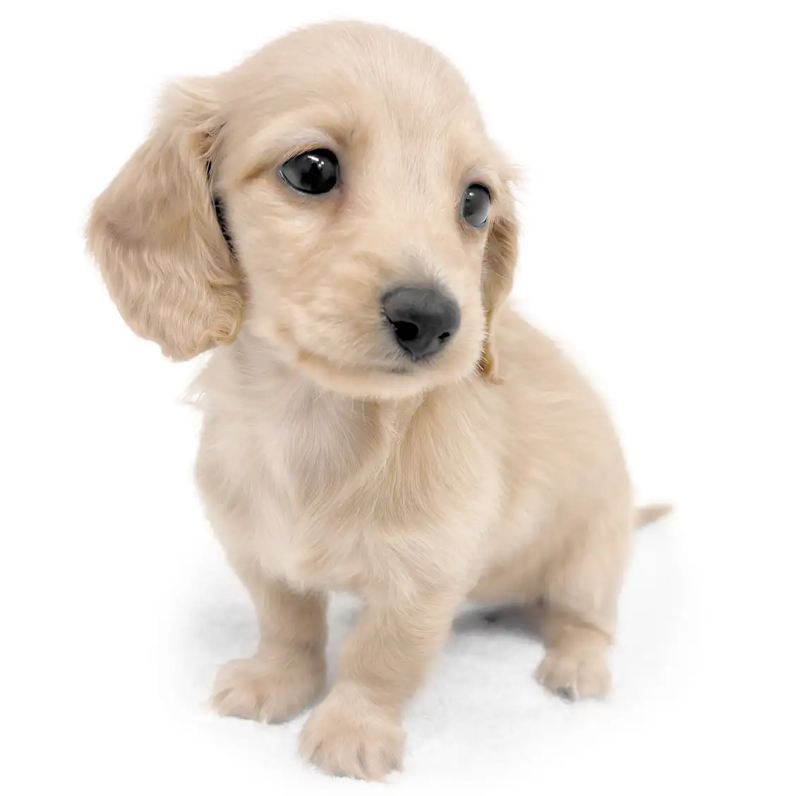 ミニチュア・ダックスフント