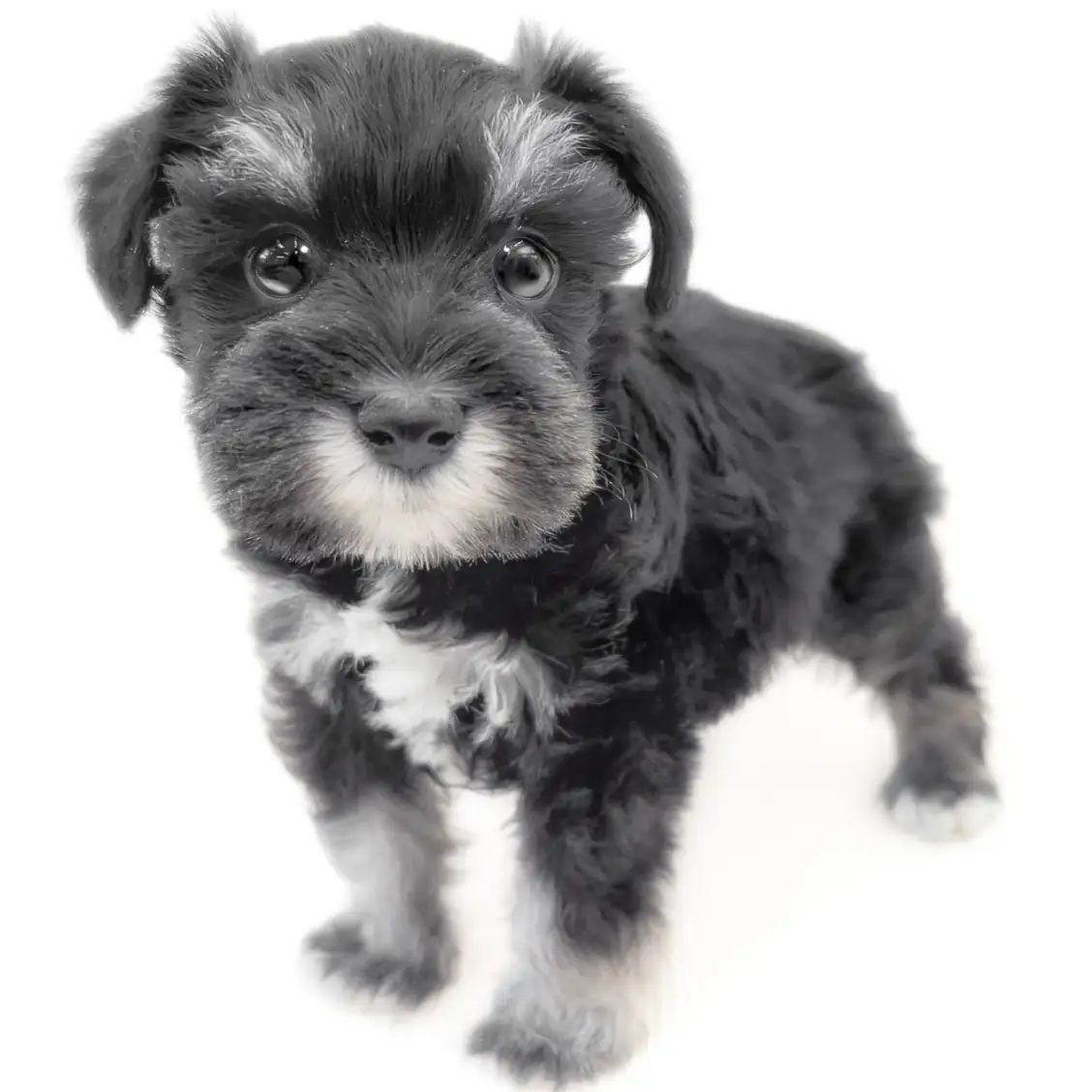 ミニチュア・シュナウザー