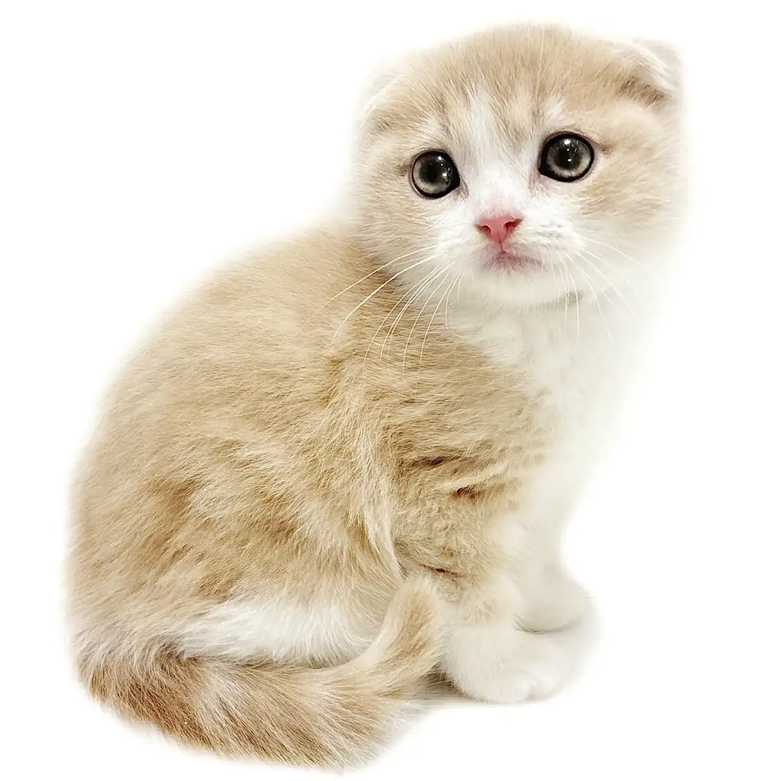 スコティッシュフォールド