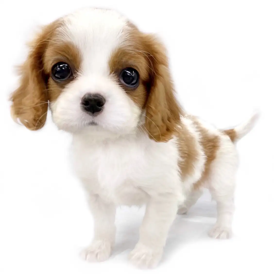 キャバリア・キングチャールズ・スパニエル