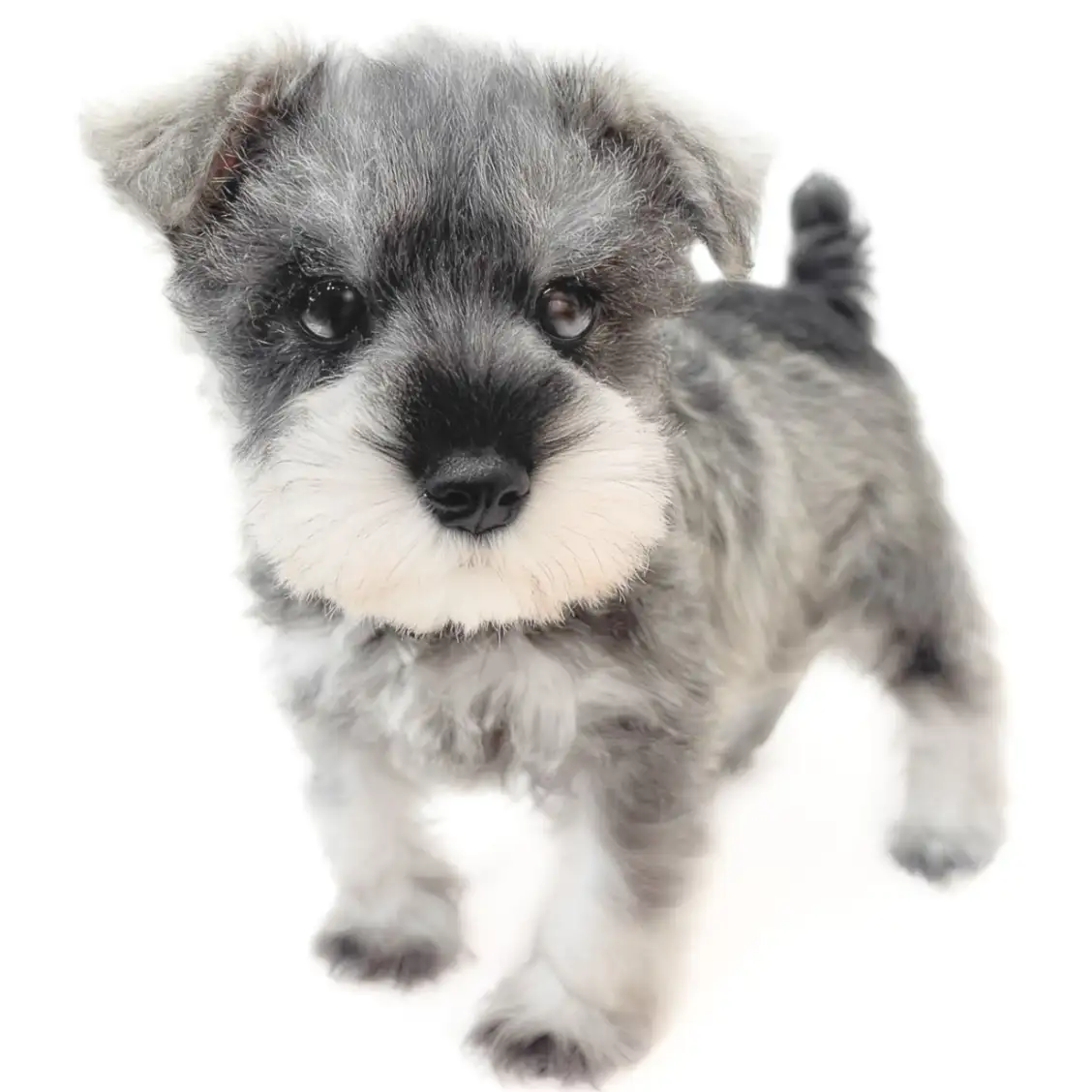 ミニチュア・シュナウザー