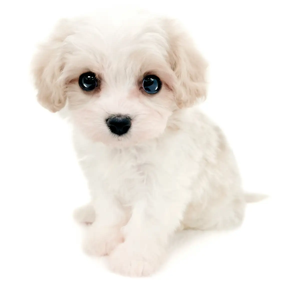 MIX(キャバリアキングチャールズスパニエル×ビションフリーゼ)