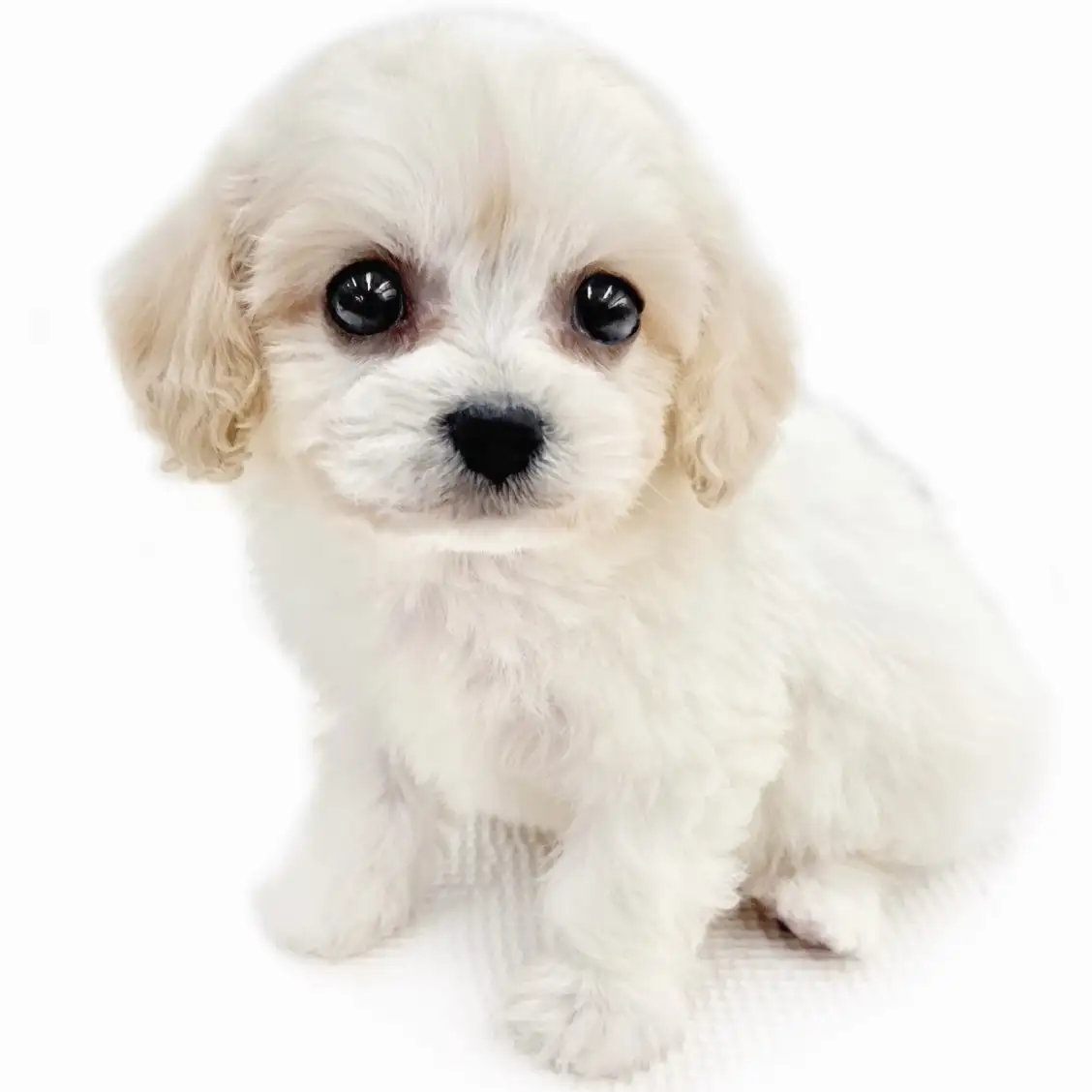 MIX(キャバリアキングチャールズスパニエル×ビションフリーゼ)