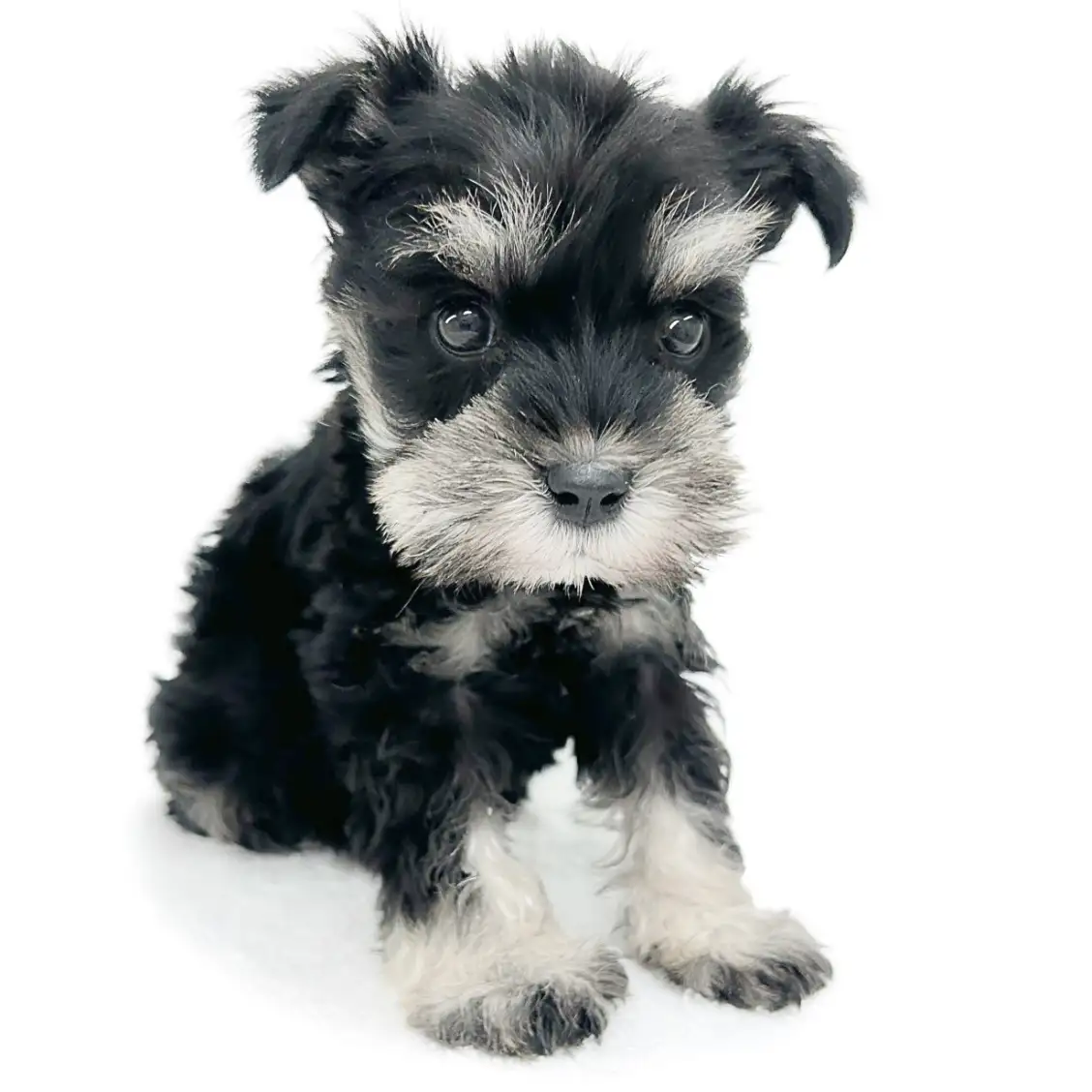 ミニチュア・シュナウザー