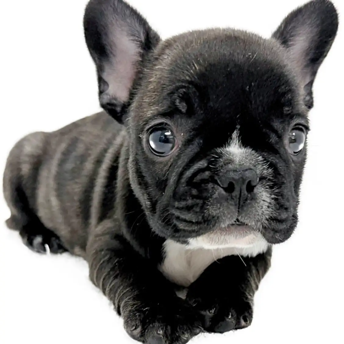 フレンチブルドッグ