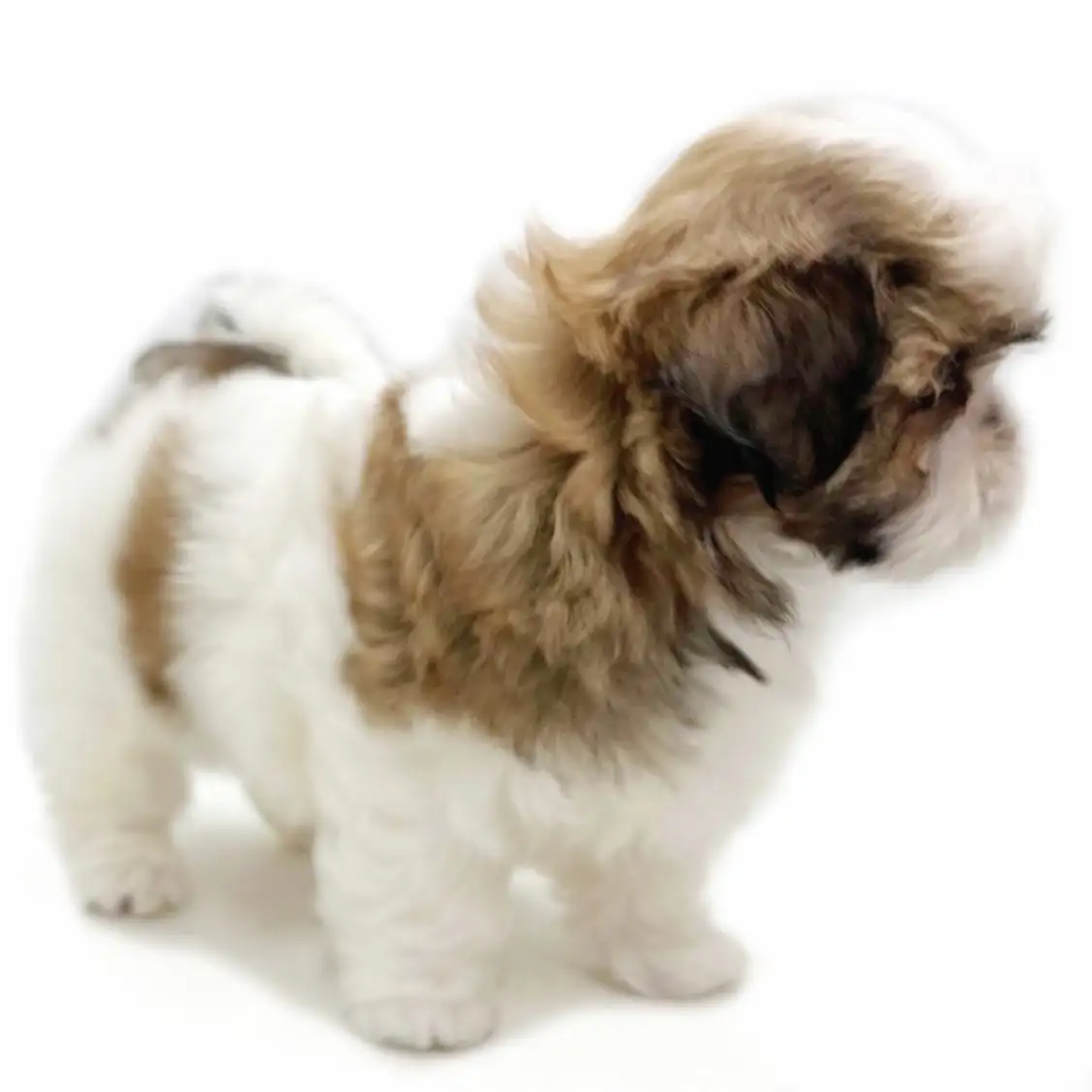 MIX(マルチーズ×シーズー)