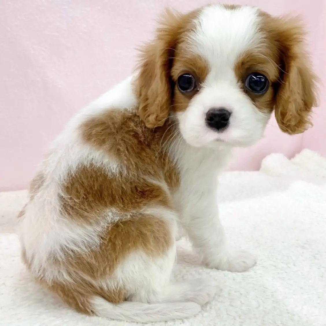 キャバリア・キングチャールズ・スパニエル