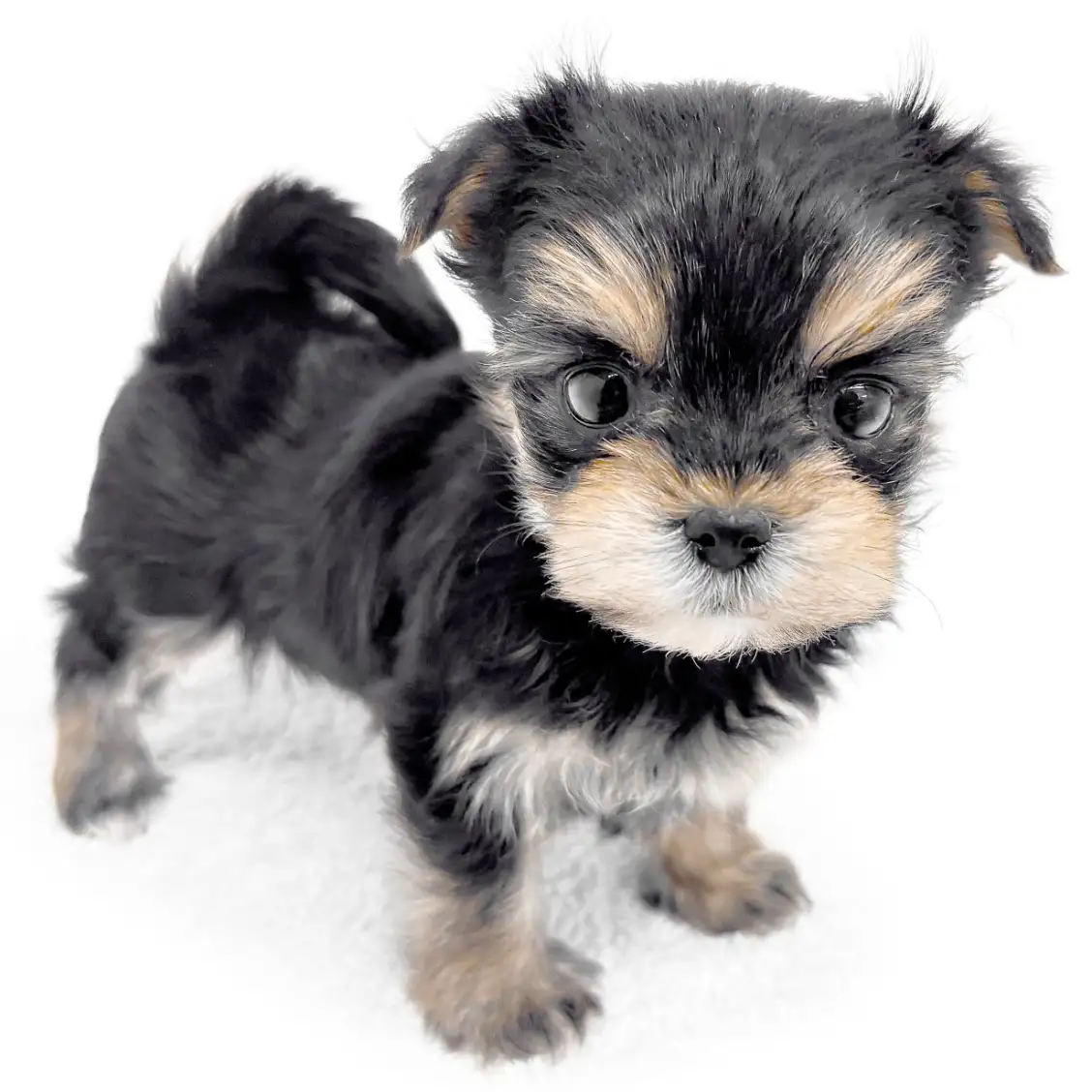 MIX(マルチーズ×ヨークシャーテリア)