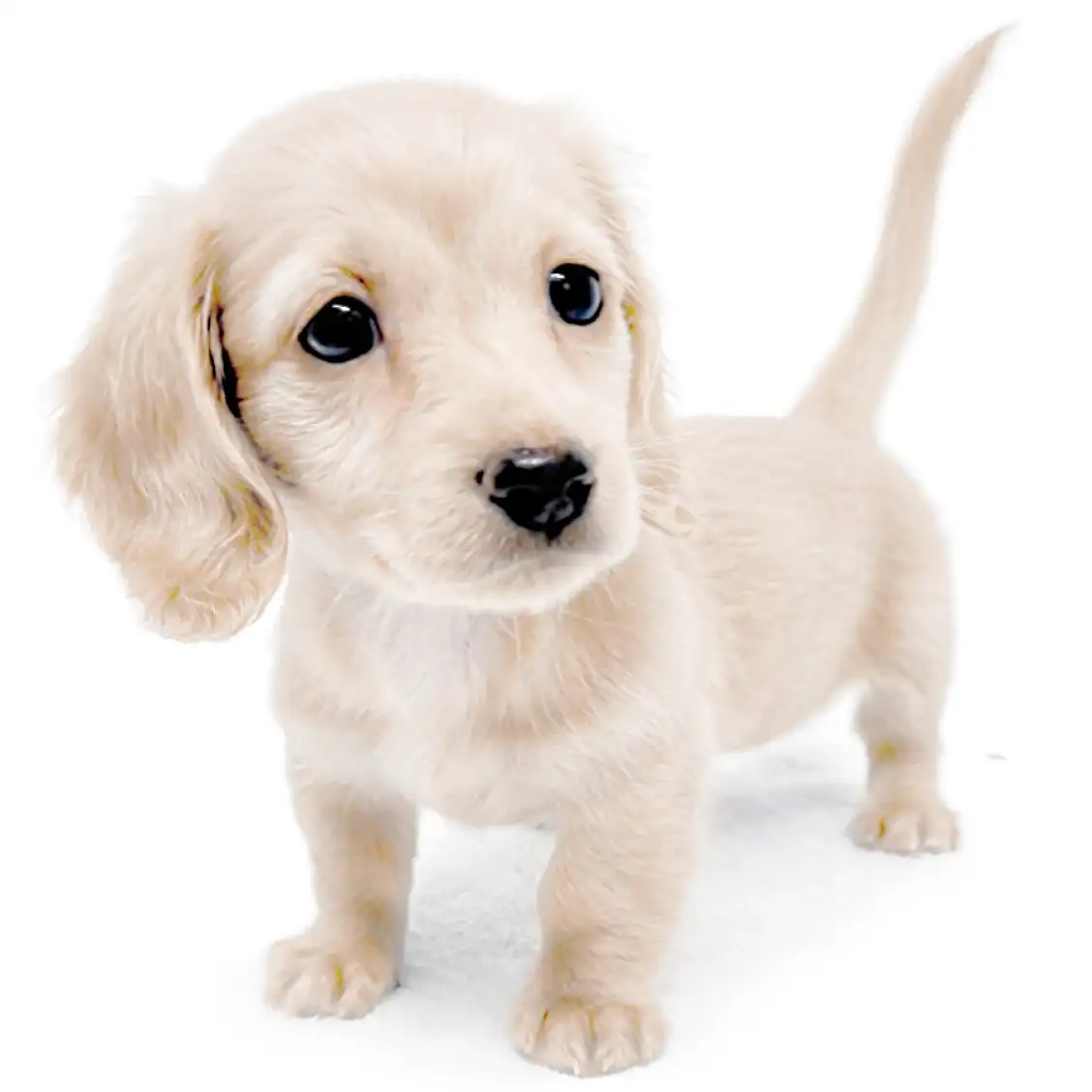 ミニチュア・ダックスフント