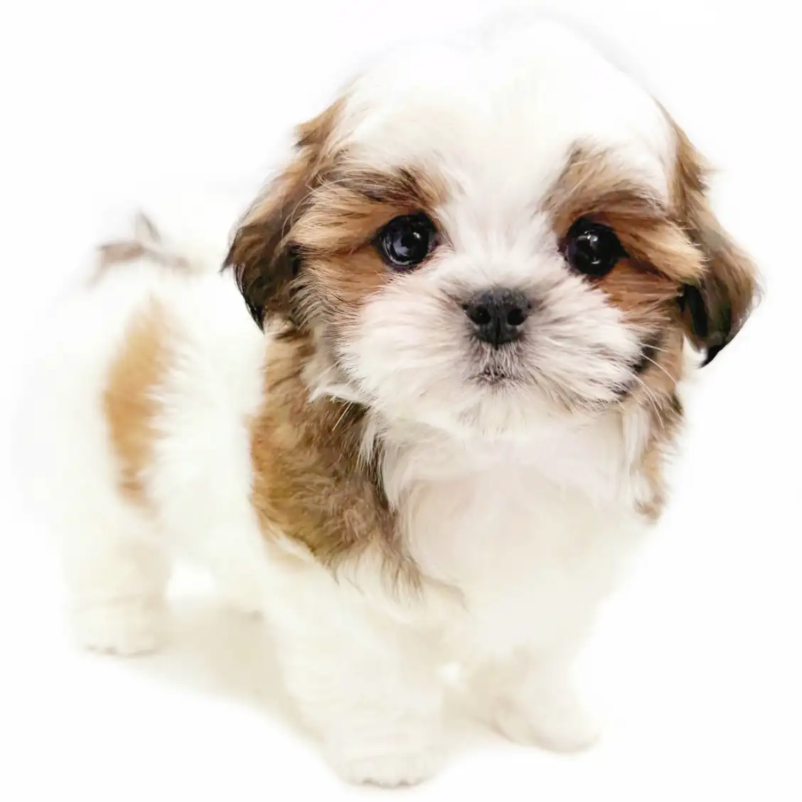 MIX(マルチーズ×シーズー)