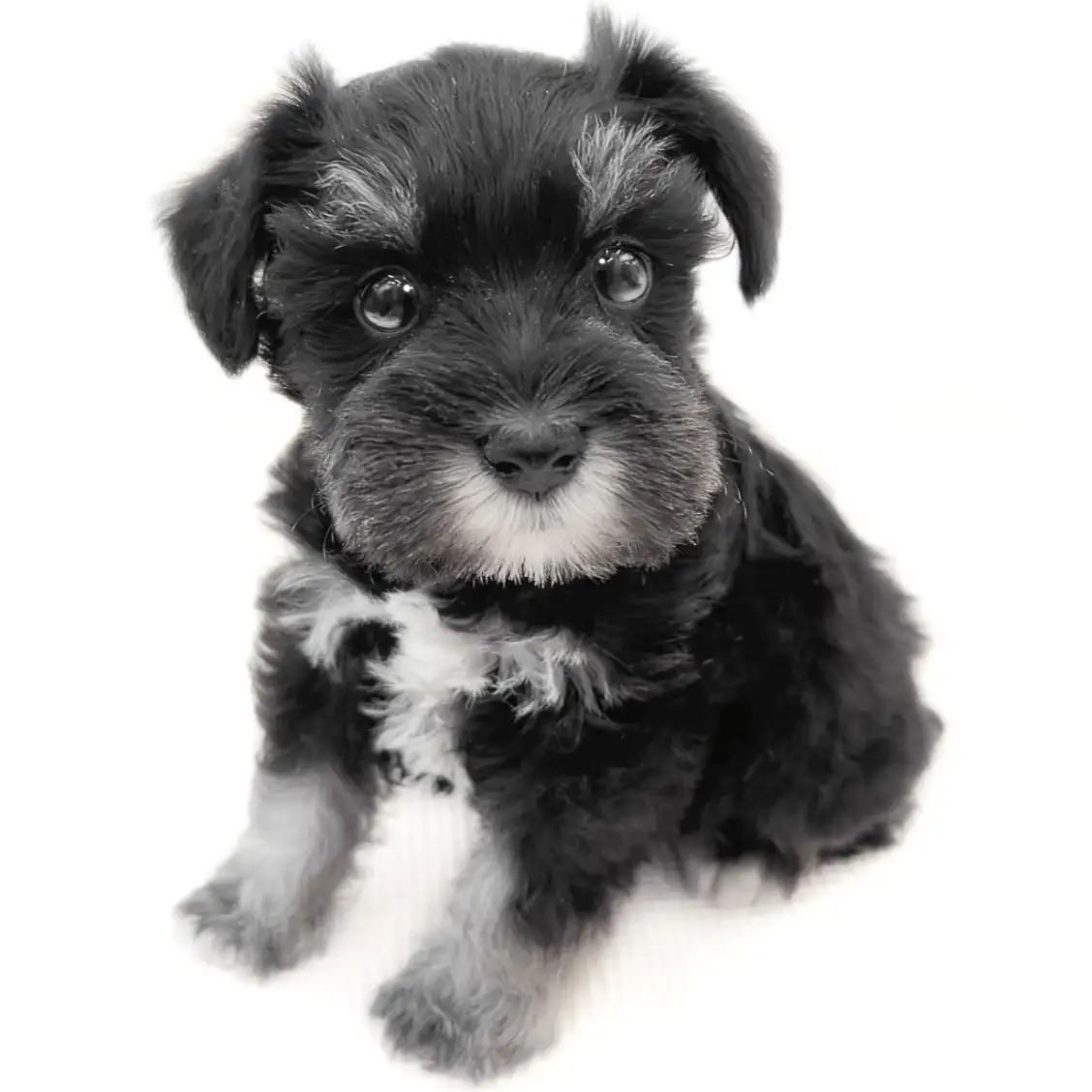 ミニチュア・シュナウザー