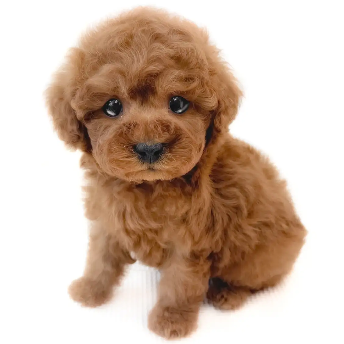 トイ・プードル