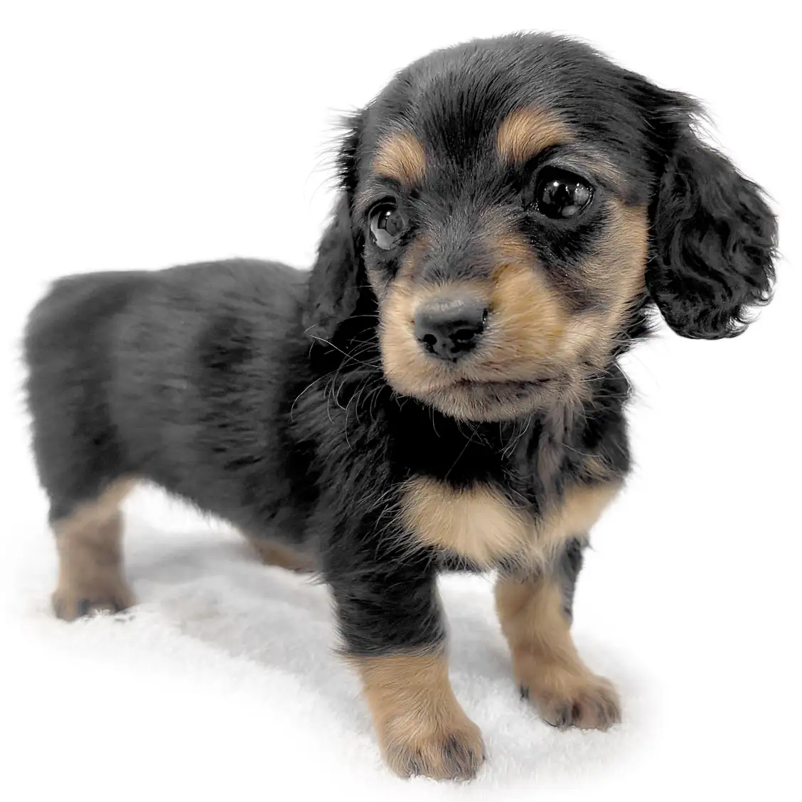 カニンヘン・ダックスフント