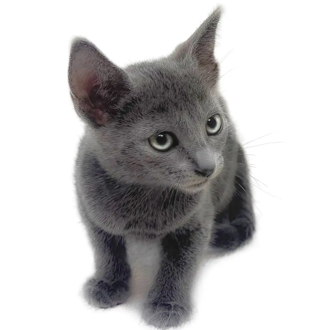 ロシアンブルー